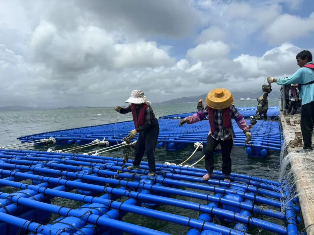 亞通資訊 | 亞通抗風(fēng)浪蠔排成功抵御臺風(fēng)“韋帕”！